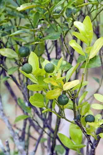 limes-AsiaPhotoStock