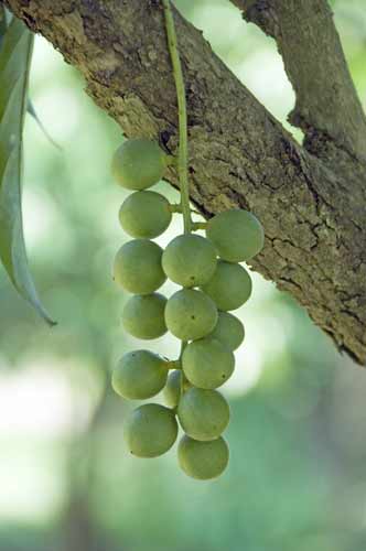 limes at uncle sawai-AsiaPhotoStock