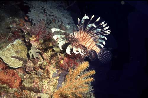 lion fish-AsiaPhotoStock