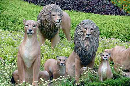 pride of lions nong nooch-AsiaPhotoStock