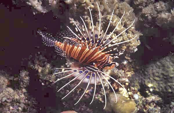 lion fish image-AsiaPhotoStock