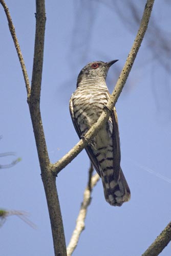 little bronze cuckoo male-AsiaPhotoStock