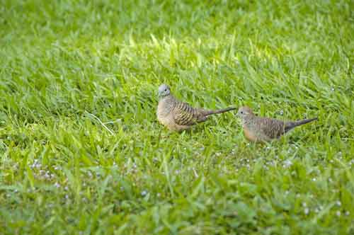 little bronze cuckoos-AsiaPhotoStock