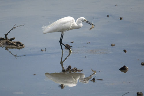 little egret singapore-AsiaPhotoStock