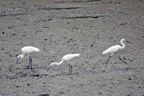 little egrets-AsiaPhotoStock