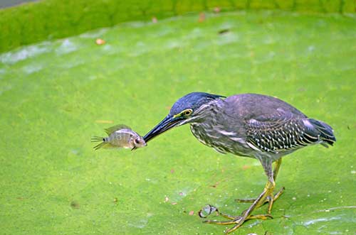 little heron fishing-AsiaPhotoStock