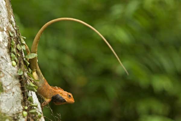 changeable lizard-AsiaPhotoStock