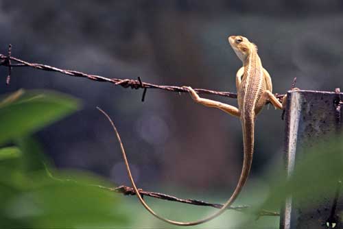 striped lizard-AsiaPhotoStock