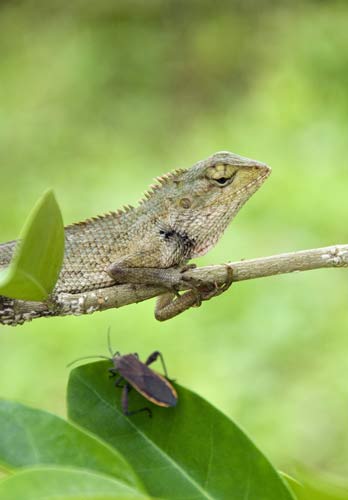 lizard and bug-AsiaPhotoStock