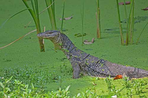 lizard aware-AsiaPhotoStock