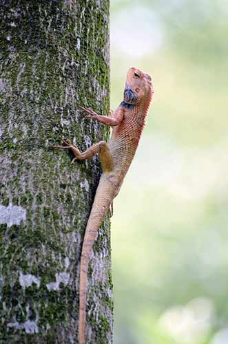 lizard changeable-AsiaPhotoStock