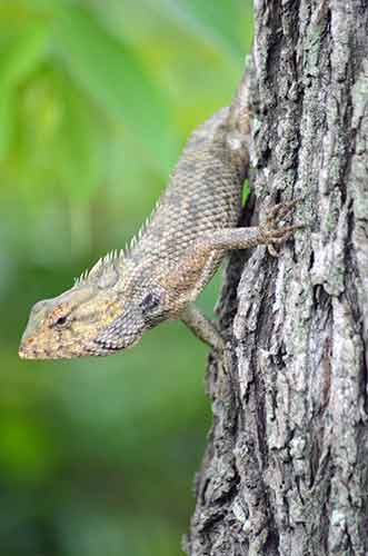 lizard on tree-AsiaPhotoStock