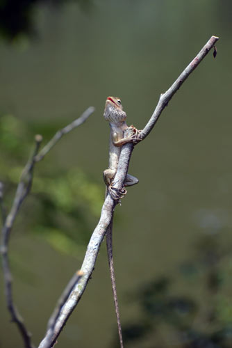 lizard rest-AsiaPhotoStock