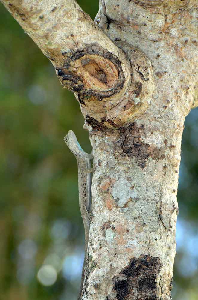 lizard ubud-AsiaPhotoStock