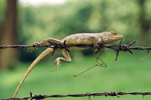lizards changeable-AsiaPhotoStock