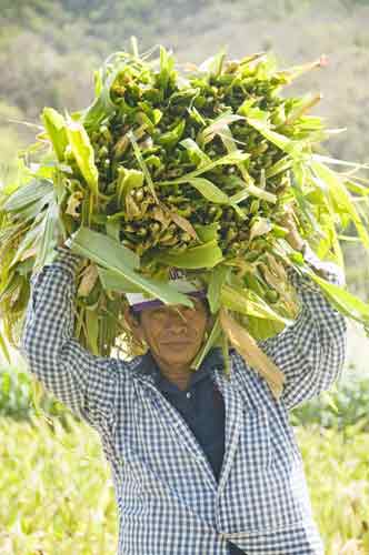 corn on head-AsiaPhotoStock