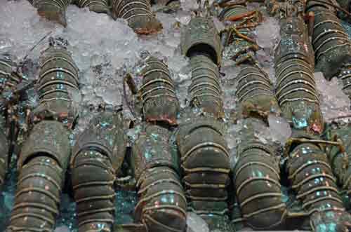 lobsters on ice-AsiaPhotoStock