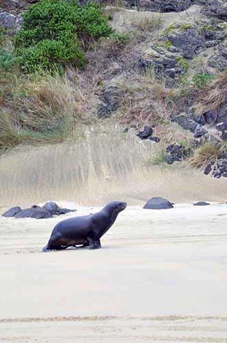 lone sea lion-AsiaPhotoStock