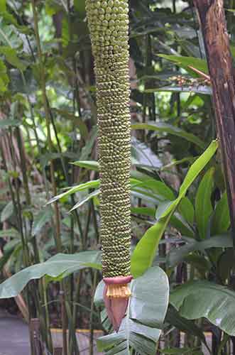 long banana plant-AsiaPhotoStock