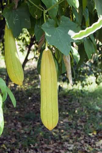 long gourd-AsiaPhotoStock