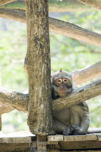 long tailed macaque java-AsiaPhotoStock