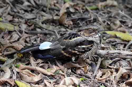 long tailed nightjar-AsiaPhotoStock