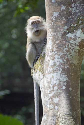 long tailed macaques-AsiaPhotoStock