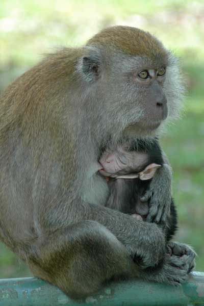 female monkey-AsiaPhotoStock