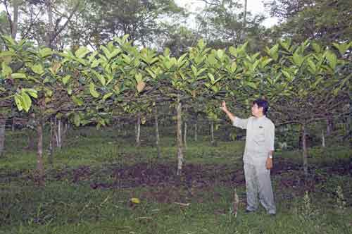 losari coffee-AsiaPhotoStock