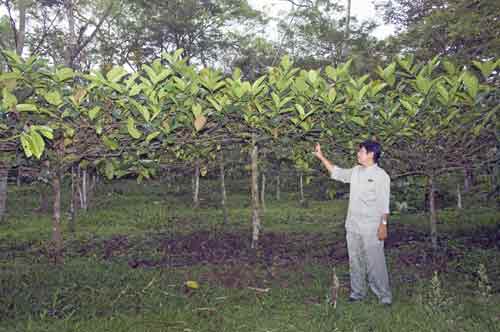 losari coffee-AsiaPhotoStock