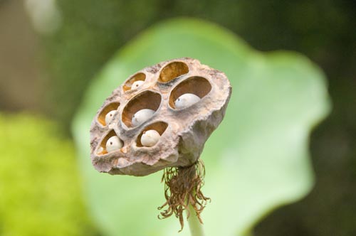 lotus seeds jogjakarta-AsiaPhotoStock