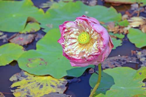 lotus in pink-AsiaPhotoStock