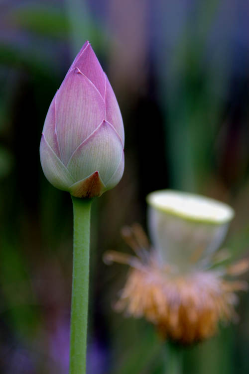 lotus buds-AsiaPhotoStock