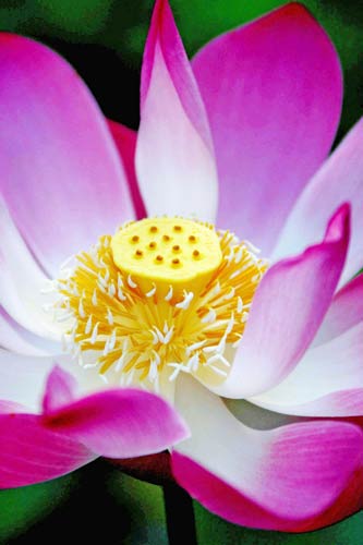 lotus bali-AsiaPhotoStock