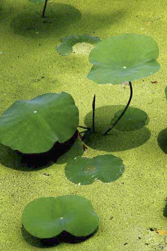 lotus leaves-AsiaPhotoStock