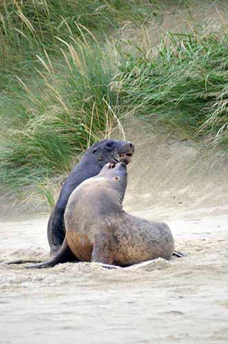 nuzzling sea lions-AsiaPhotoStock