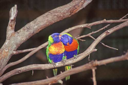 love birds-AsiaPhotoStock