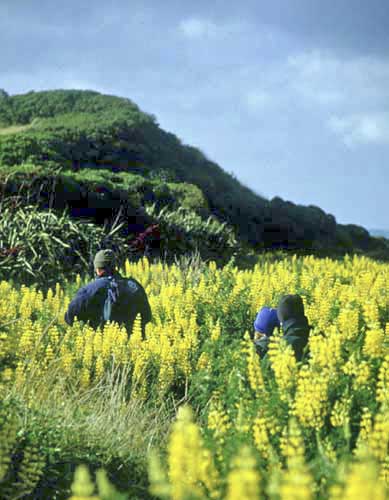 lupin walk-AsiaPhotoStock