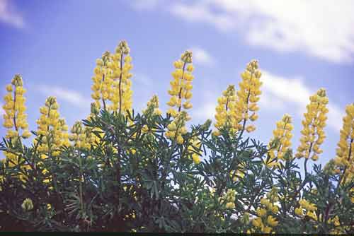 lupins-AsiaPhotoStock