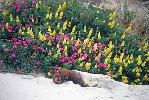 resting hookers sea lion-AsiaPhotoStock