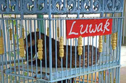 luwak-AsiaPhotoStock