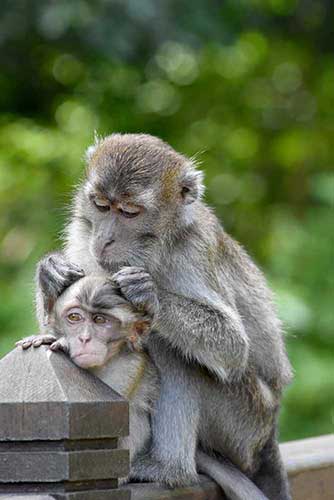macaque care-AsiaPhotoStock