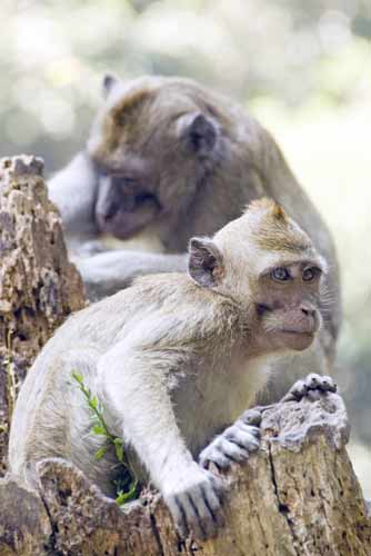 macaque java-AsiaPhotoStock
