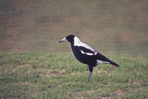 australian magpie-AsiaPhotoStock