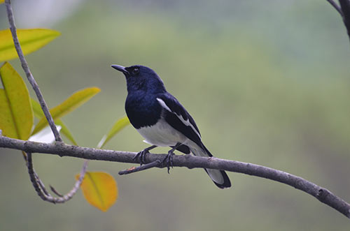 magpie robin-AsiaPhotoStock