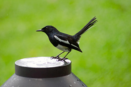 magpie robin singapore-AsiaPhotoStock