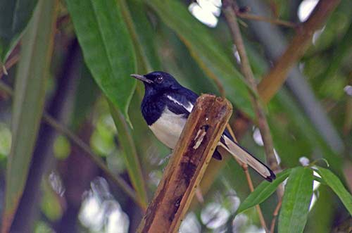 magpie robins-AsiaPhotoStock