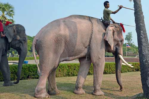 mahout sukhothai-AsiaPhotoStock