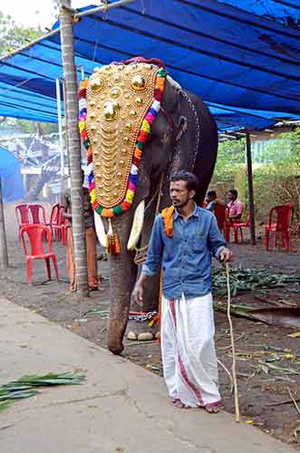 mahout cochin-AsiaPhotoStock