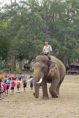 mahout on thai elephant-AsiaPhotoStock